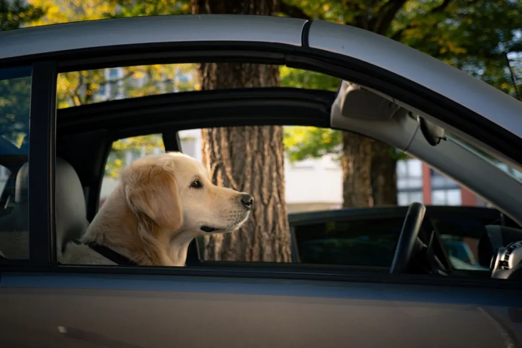 A Cleaner Ride for Pet People